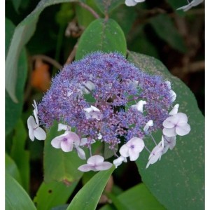 Fellhortensie 125-150cm - Hydrangea aspera