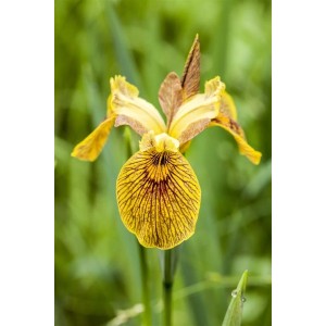 Nahaufnahme der gelb-braunen Sumpfschwertlilie 'Berlin Tiger' im 11x11 cm Topf.