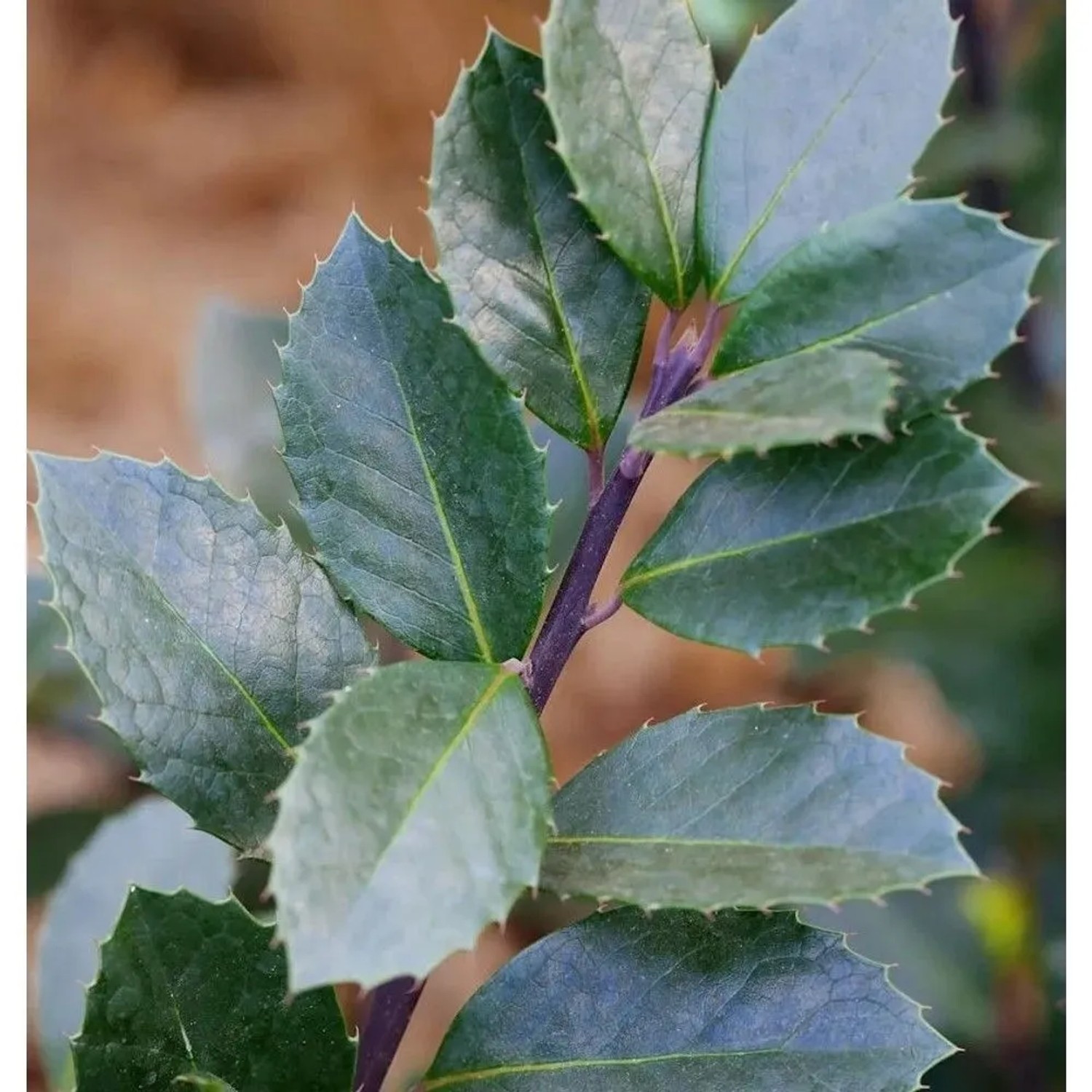 Stechpalme Ilex Heckenblau 40-50cm - Ilex meserveae