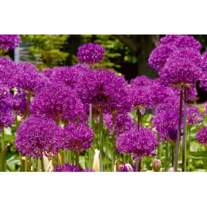Nahaufnahme von violetten Zierlauchblüten (Allium aflatunense 'Purple Sensation') im Garten.