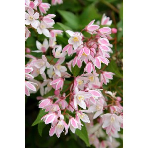 Nahaufnahme des hellrosa Maiblumenstrauchs 'Yuki Cherry Blossom' mit weißen Blüten.