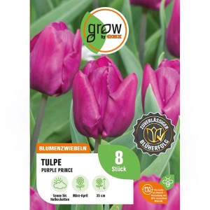 Nahaufnahme von GROW by OBI Tulpe Purple Prince, 8 Stück, tiefviolette Blüten.