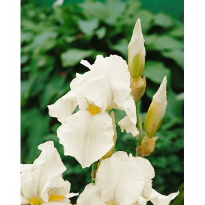 Nahaufnahme der weißen Iris X Barb.-Elat. 'English Cottage' im 11x11 cm Topf.