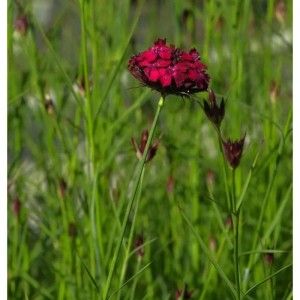 Blutnelke (Dianthus cruentus) mit dunkelroten Blüten im Gartenbeet.