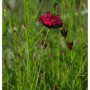 Blutnelke (Dianthus cruentus) mit dunkelroten Blüten im Gartenbeet.