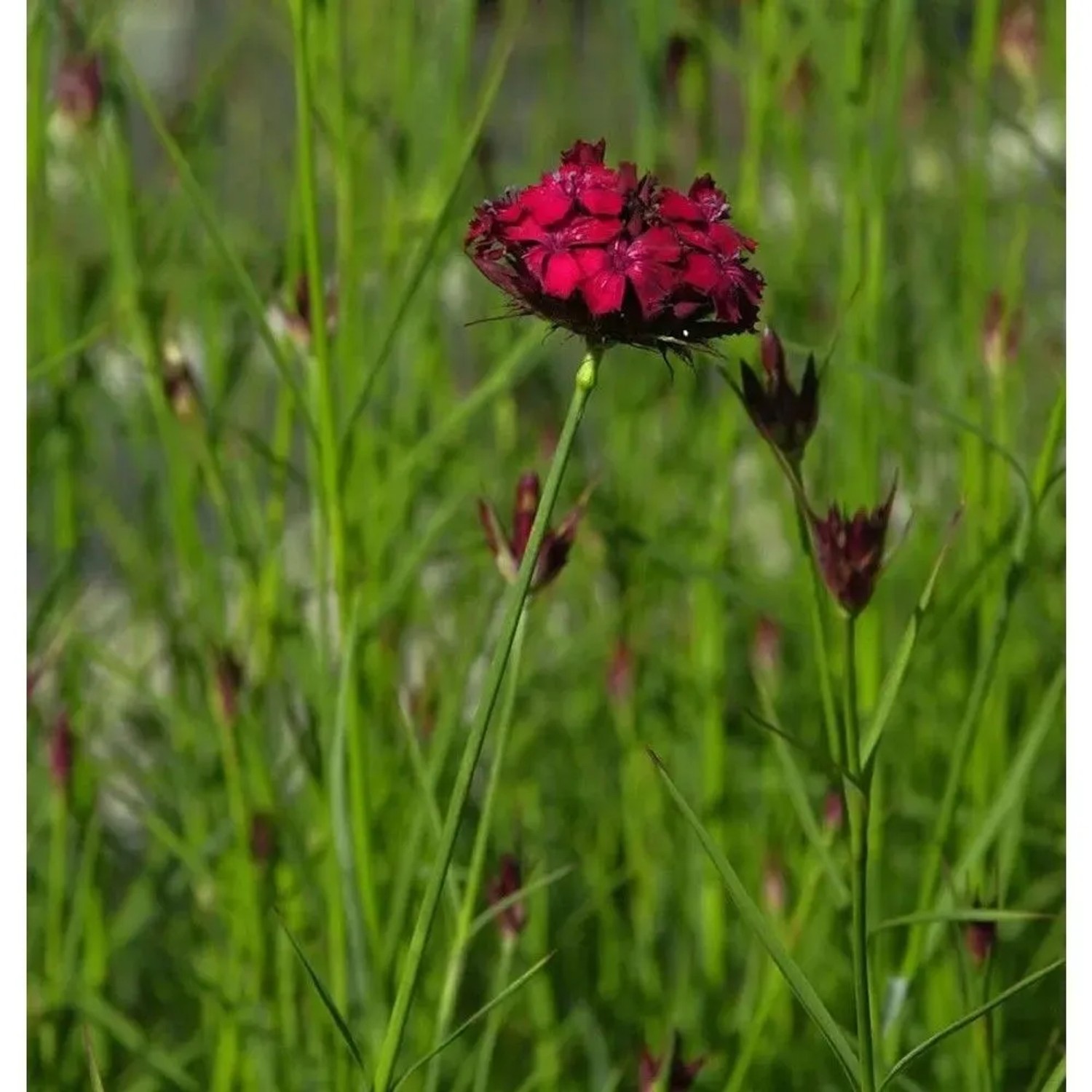 Blutnelke (Dianthus cruentus) mit dunkelroten Blüten im Gartenbeet.