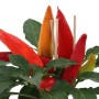 BLU Paprika Snack-Chili im Topf, ca. 12 cm. Fruchtgemüse mit roten, orangen und gelben Schoten.