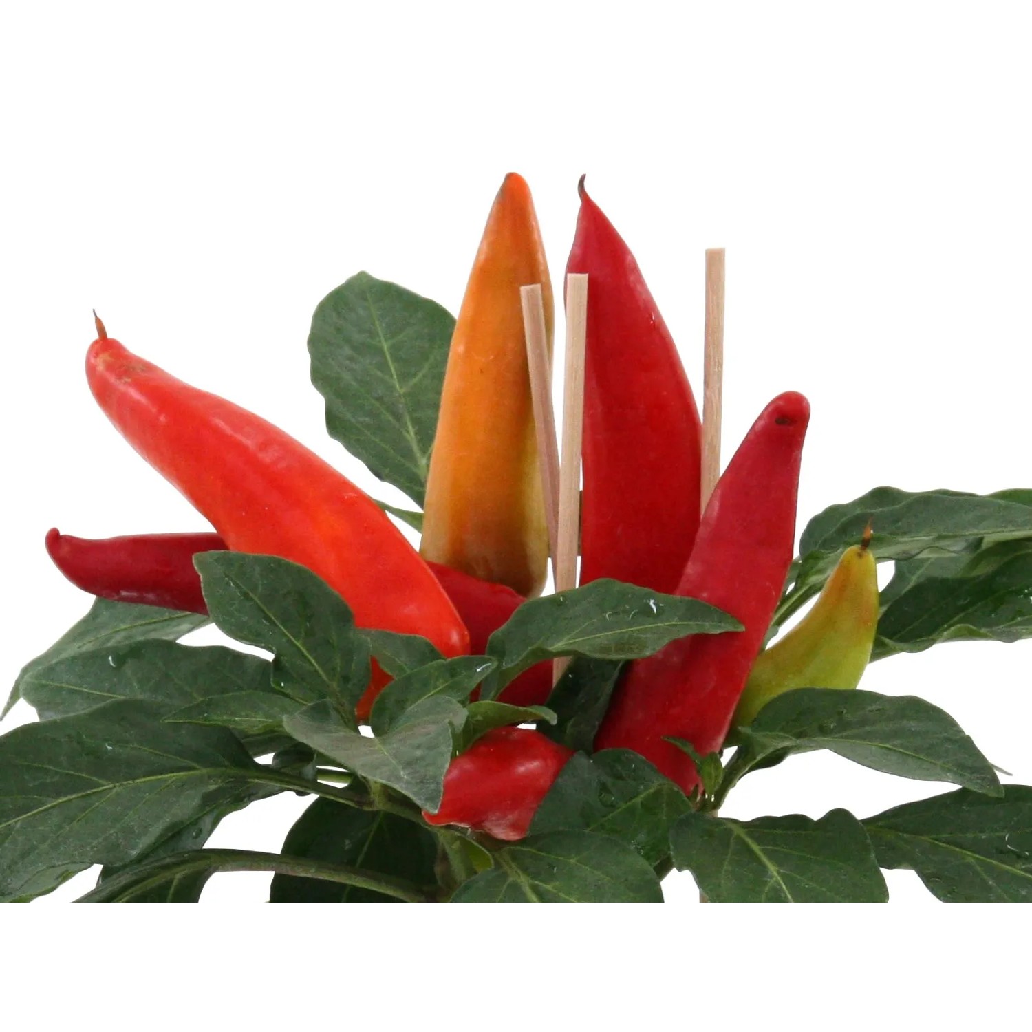 BLU Paprika Snack-Chili im Topf, ca. 12 cm. Fruchtgemüse mit roten, orangen und gelben Schoten.
