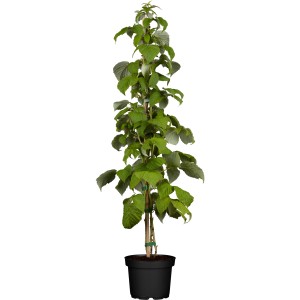 GROW by OBI Bio Himbeere Schönemann im 2 l Topf, ca. 20-30 cm hoch, mit grünen Blättern.