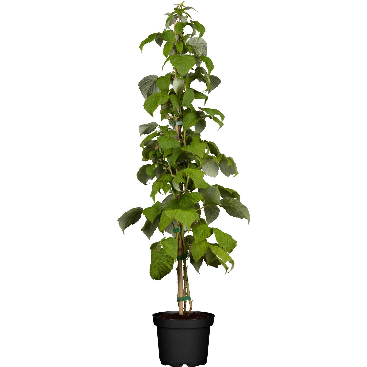 GROW by OBI Bio Himbeere Schönemann Rot Höhe ca. 20 - 30 cm Topf ca. 2 l Rubus