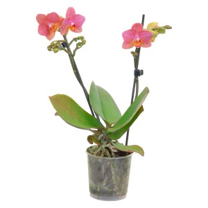 Orange-gelbe Schmetterlingsorchidee (Phalaenopsis) mit zwei Trieben im Topf.