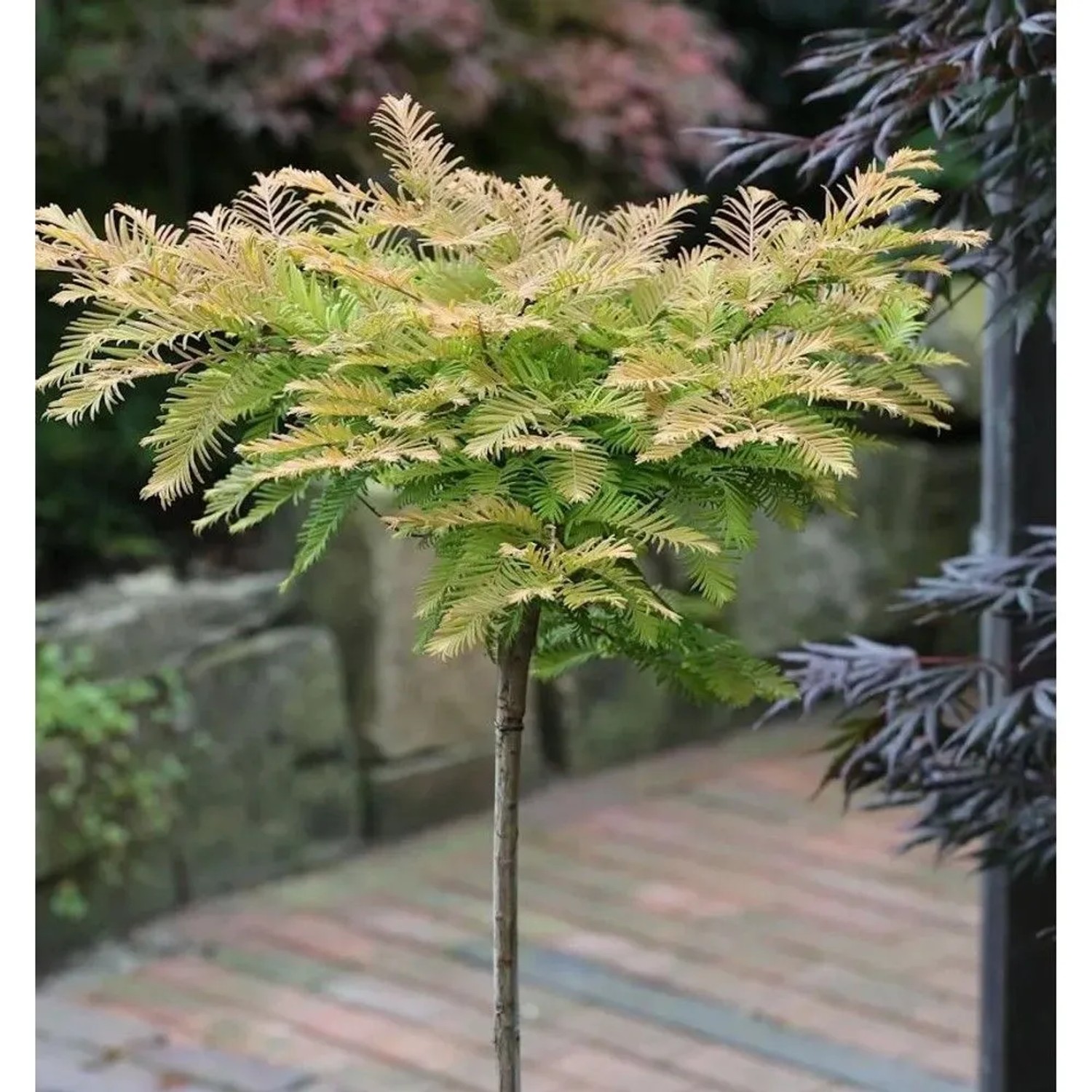 Hochstamm Kugel Urweltmammutbaum Matthaie 40-60cm - Metasequoia glyptostroboides