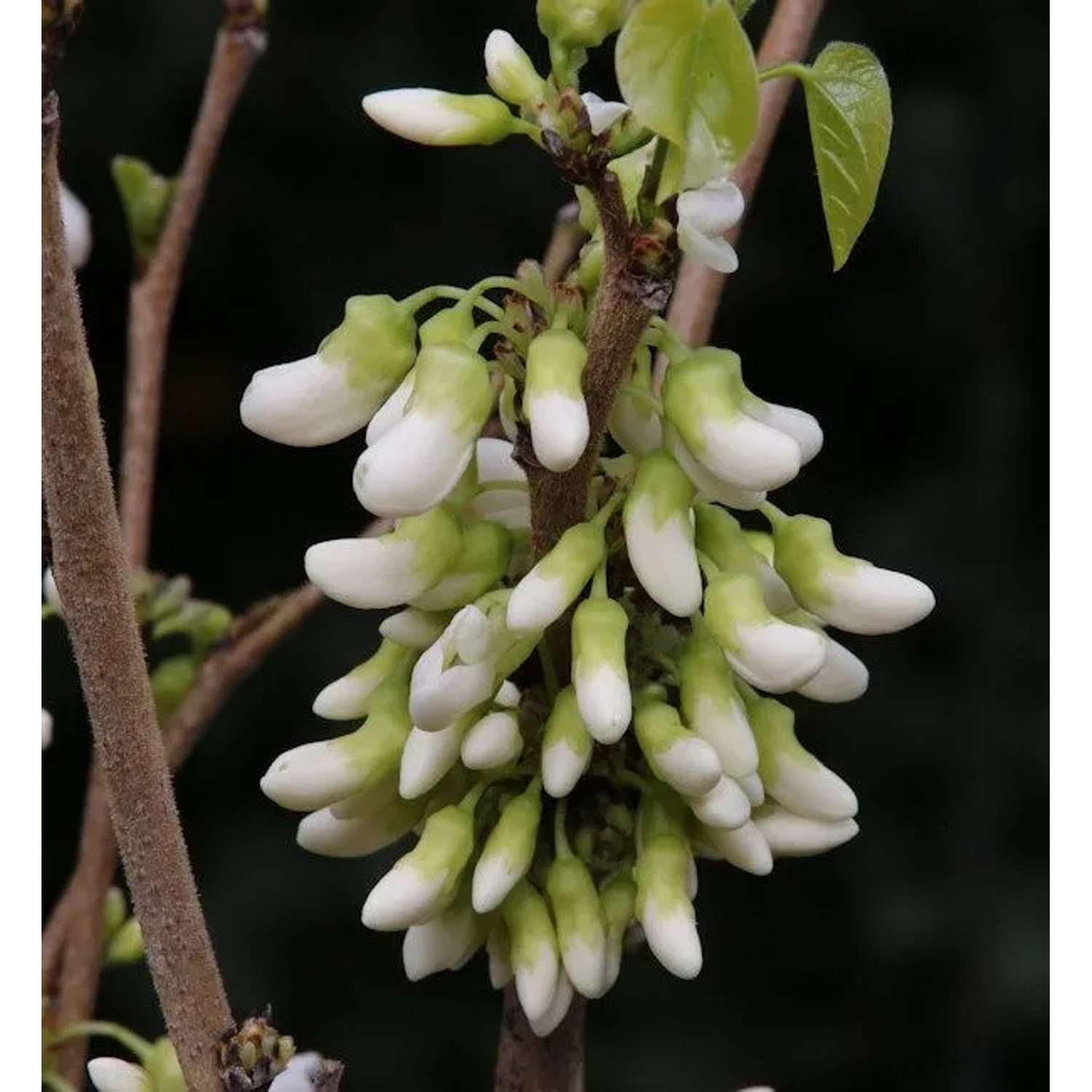 Kanadischer Hänge Judasbaum Vanilla Twist 100-125cm - Cercis canadensis