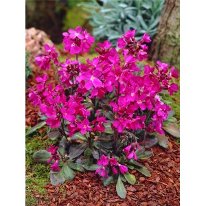 Gänsekresse 'Rote Sensation' im Topf: Rot blühende Staude für Steingärten und als Bienenweide.