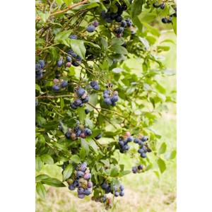 Kompakte Heidelbeere Sunshine Blue (40–60 cm) mit reifen, blauen Beeren und grünen Blättern.