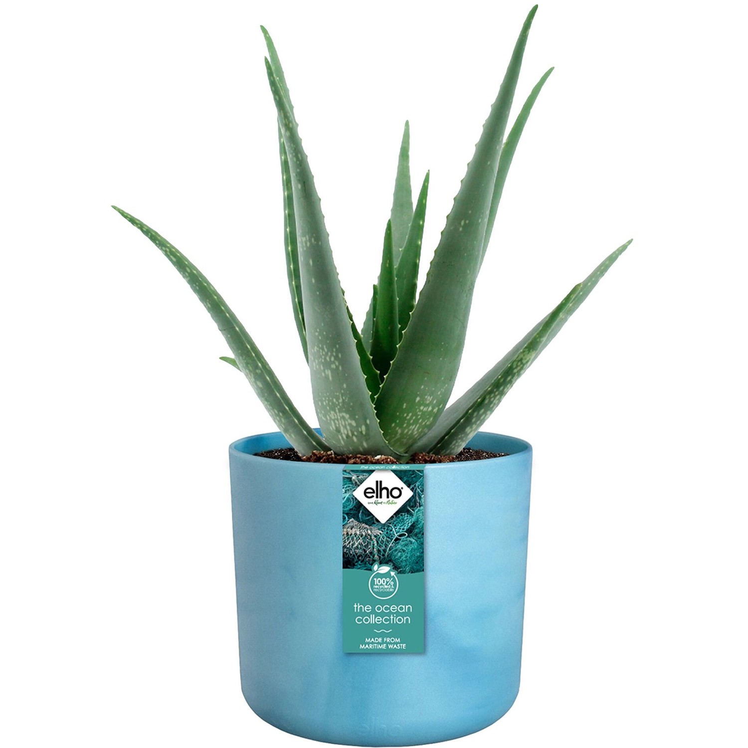Elho Blumentopf Ocean Collection, Ø 16 cm, atlantikblau, mit Aloe Vera Pflanze.