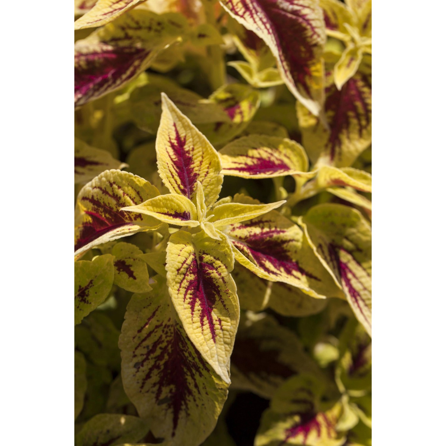 Buntnessel von GROW by OBI, gelb-rote Blätter, ca. 25cm hoch.