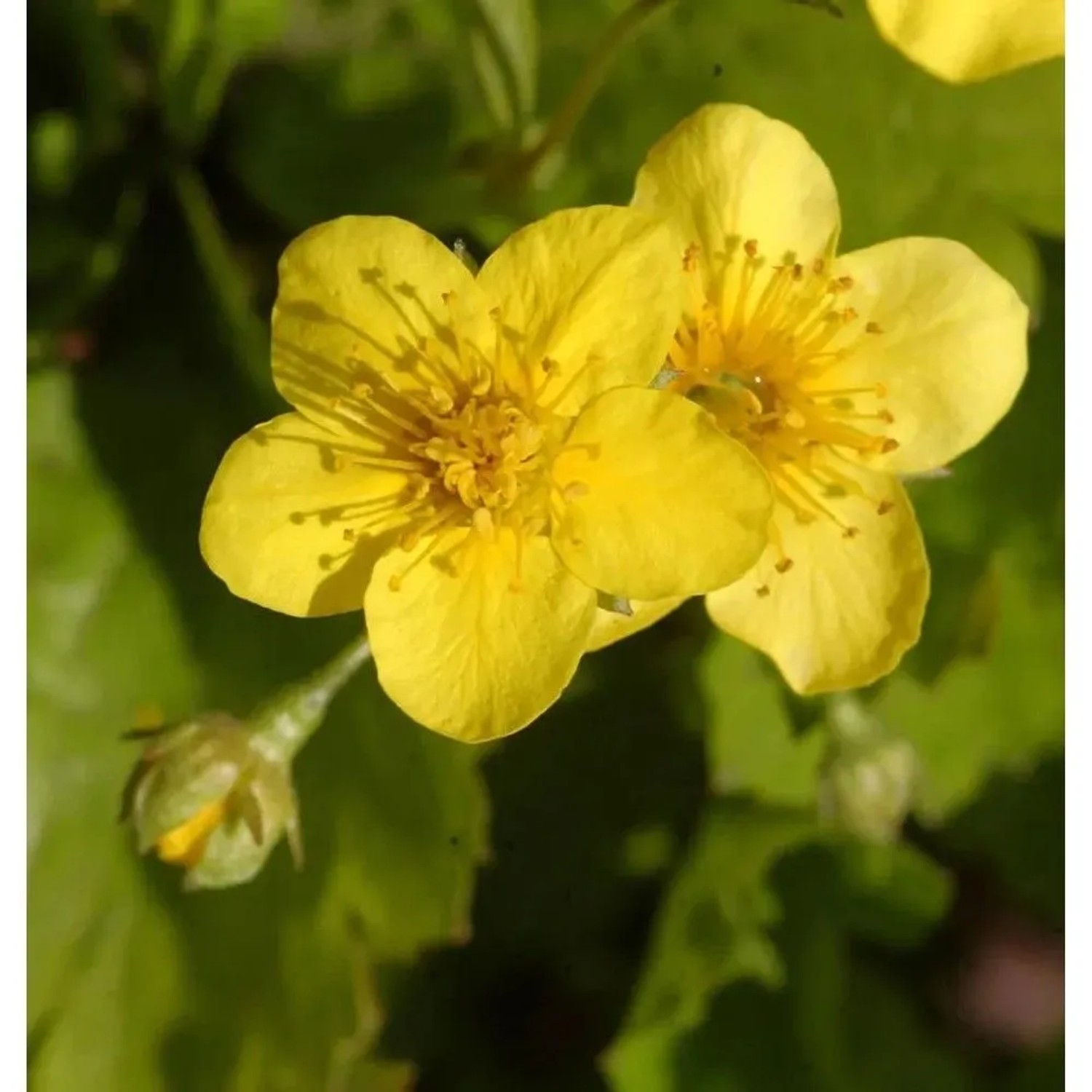 10x Dreiblättrige Waldsteinie - Waldsteinia ternata