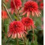Sonnenhut Eccentric, Echinacea purpurea mit roten Blüten im Garten.