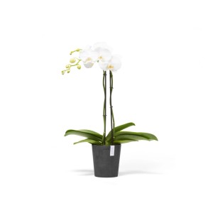 Ecopots Orchideentopf Morinda, dunkelgrau, 14 cm, mit weißer Orchidee. Ideal für Innen- und Außenbereich.