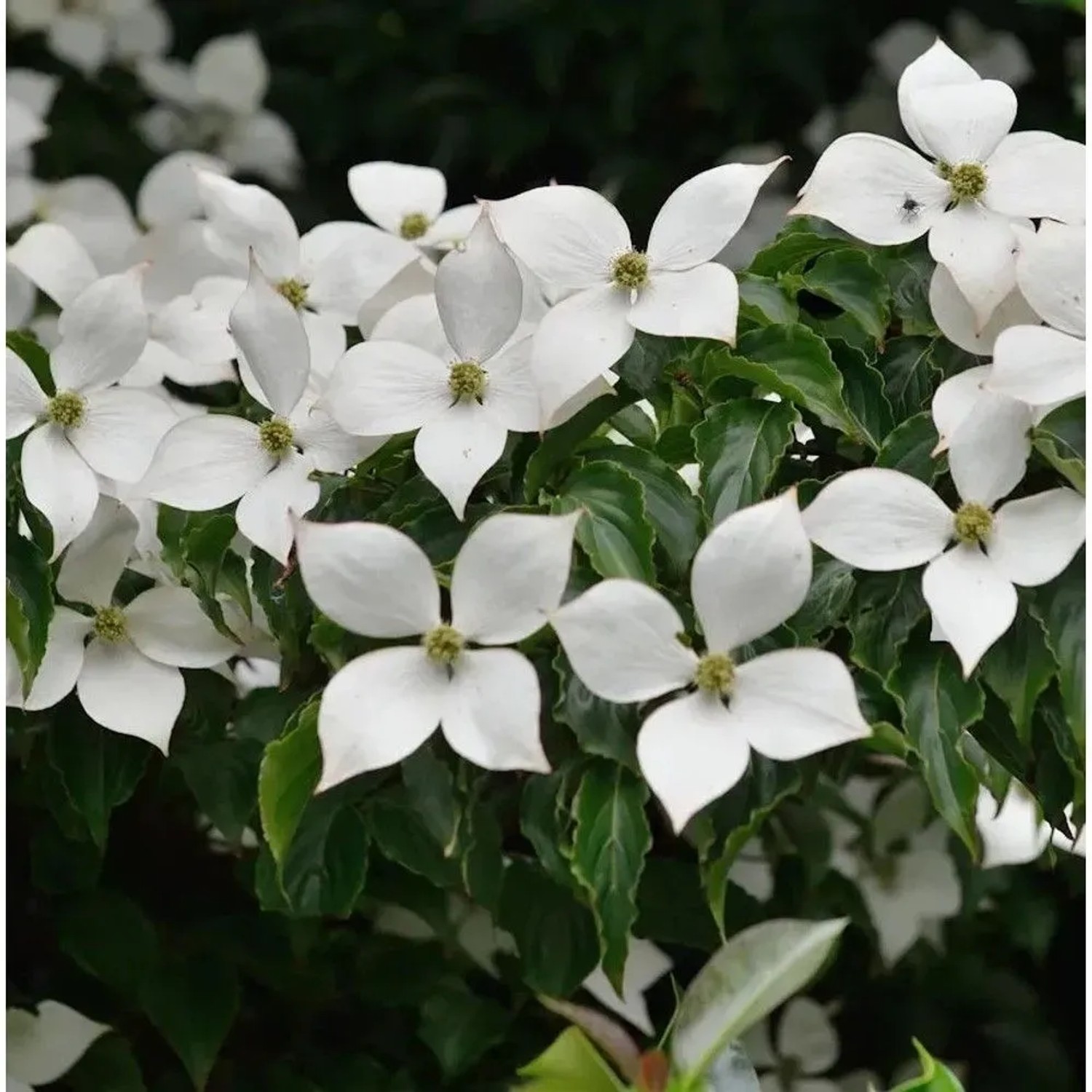 Japanischer Blumenhartriegel Summer Sky Tree 40-60cm - Cornus kousa