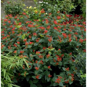 Johanniskraut 'Magical Red' Staude mit roten Beeren und grünen Blättern.