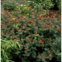 Johanniskraut 'Magical Red' Staude mit roten Beeren und grünen Blättern.