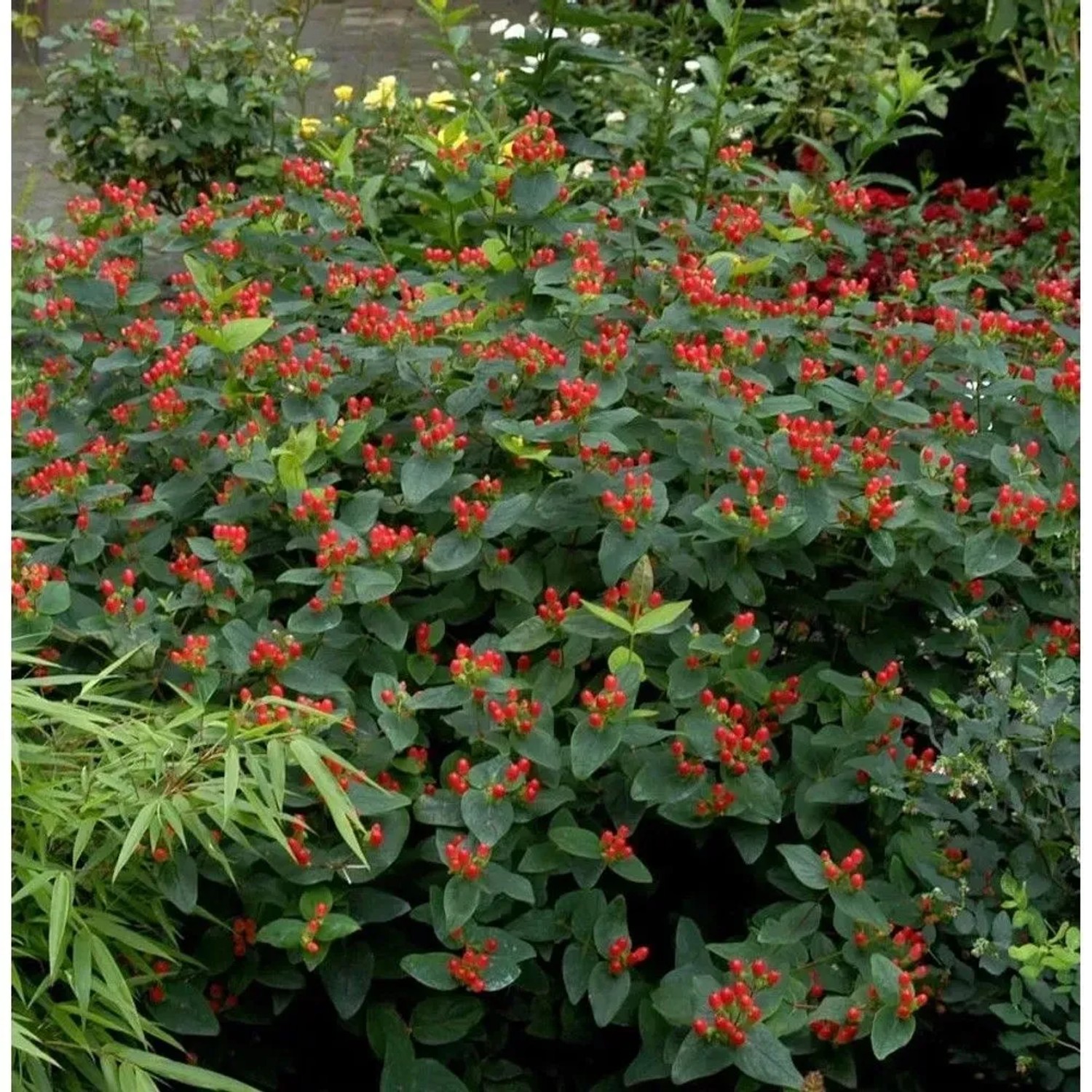Johanniskraut 'Magical Red' Staude mit roten Beeren und grünen Blättern.