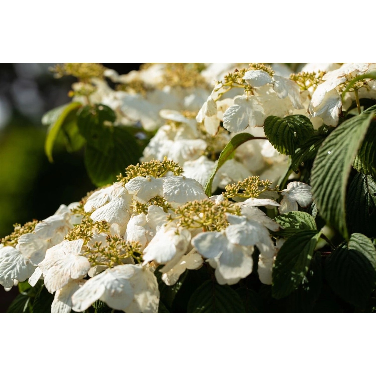 Viburnum Plicatum Pink Beauty Japanischer Schneeball Rosa 30–40 cm günstig online kaufen