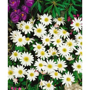 Nahaufnahme der weißen Blüten der Anemone Rivularis (Flussanemone) im 9x9 cm Topf.