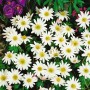Nahaufnahme der weißen Blüten der Anemone Rivularis (Flussanemone) im 9x9 cm Topf.