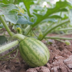 Junge, grüne Wassermelone der Sorte GROW by OBI im Topf (ca. 10,5 cm Ø).
