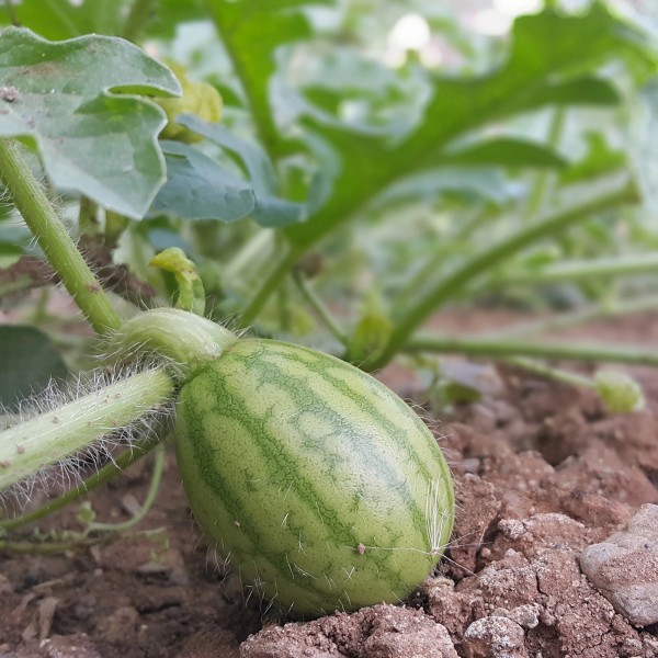 Wassermelone Pflanzen Kaufen
