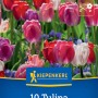 Kiepenkerl Darwin-Hybrid-Tulpen Big Pride Mischung, 10 Blumenzwiebeln in Rosa, Violett und Apricot.