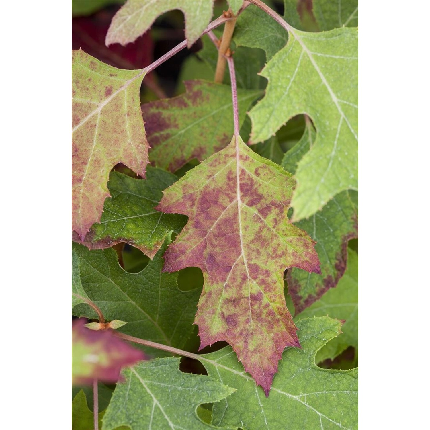 Hydrangea Quercifolia Ice Crystal Eichenblatthortensie 40–60 cm günstig online kaufen