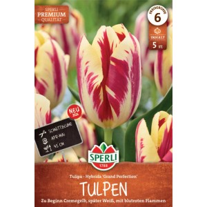 Sperli Triumph-Tulpe Grand Perfection, cremegelb-rot geflammt, ca. 45cm hoch.