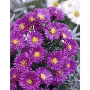 Nahaufnahme der lila Glattblatt-Aster (Aster novi-belgii) im Topf mit gelber Blütenmitte.