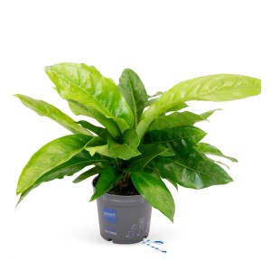 Anthurie 'Botanical Urban' im Topf, ca. 50-60 cm hoch. Zimmerpflanze mit grünen Blättern.