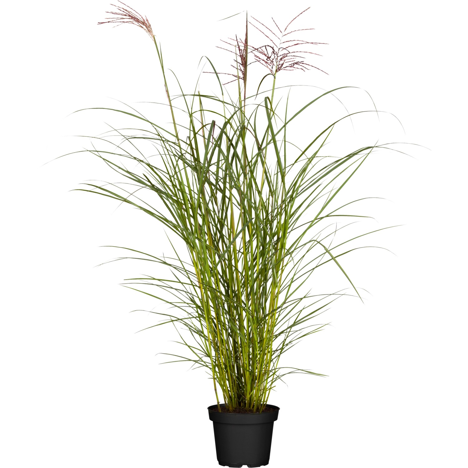 GROW by OBI Chinaschilf Ferner Osten Topf-Ø ca. 22 cm Miscanthus sinensis