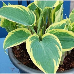 Graublattfunkie 'First Frost' (Hosta tardiana) im Topf, grüne Blätter mit gelbem Rand.