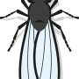 Illustration einer Trauermücke, Schädling für Zimmerpflanzen, zur Verwendung mit Gelbsteckern.