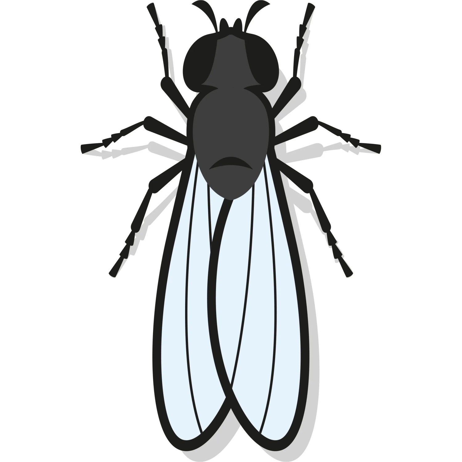 Illustration einer Trauermücke, Schädling für Zimmerpflanzen, zur Verwendung mit Gelbsteckern.