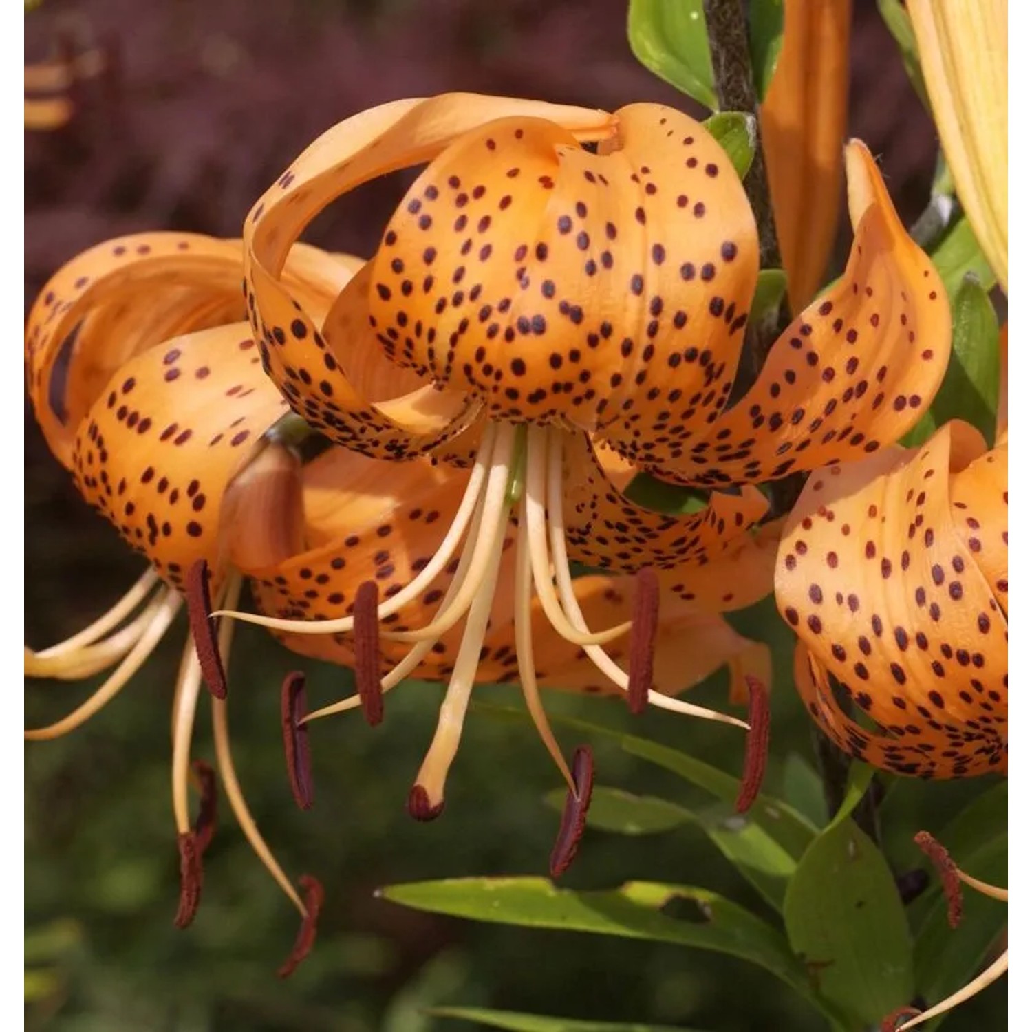 Tiger Lilie - Lilium,ancifolium