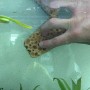Hand reinigt Aquariumscheibe mit Cleanator Reinigungsschwamm. Algenentfernung.