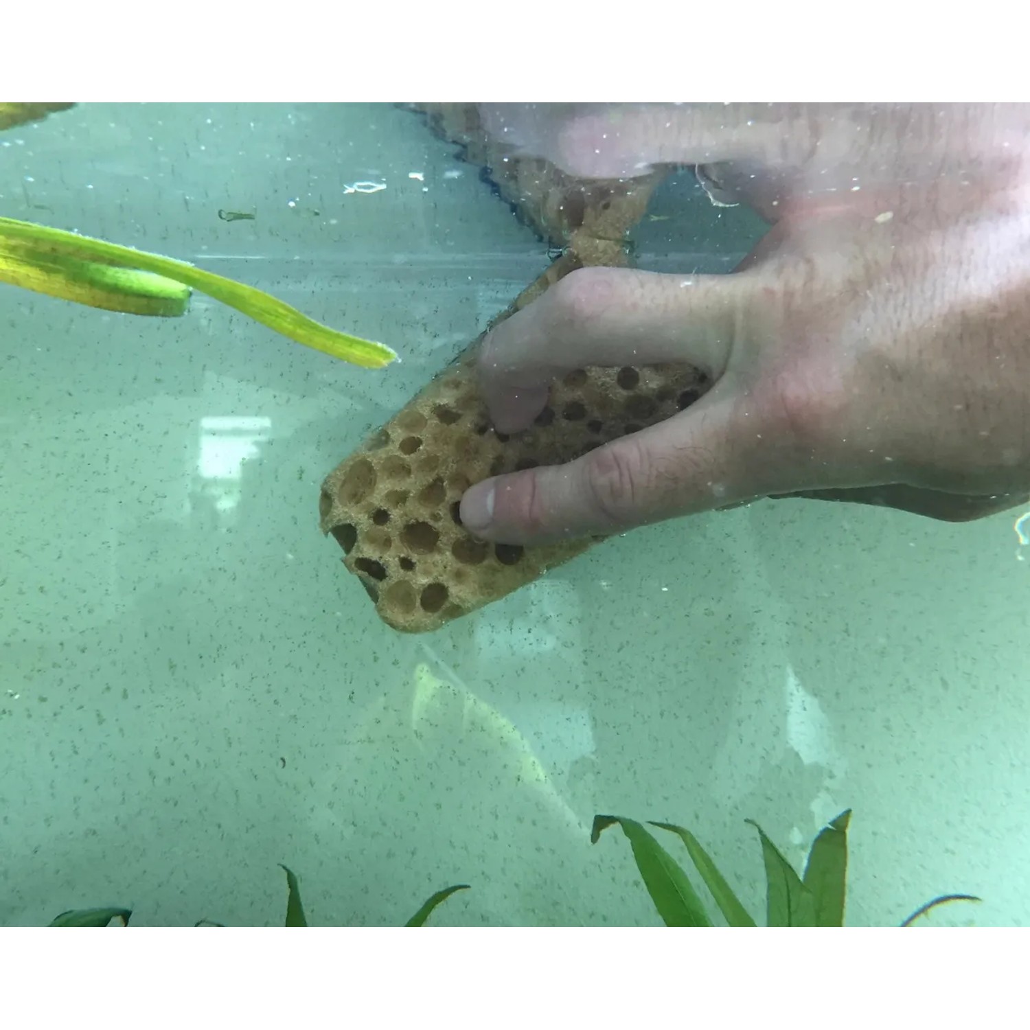 Hand reinigt Aquariumscheibe mit Cleanator Reinigungsschwamm. Algenentfernung.