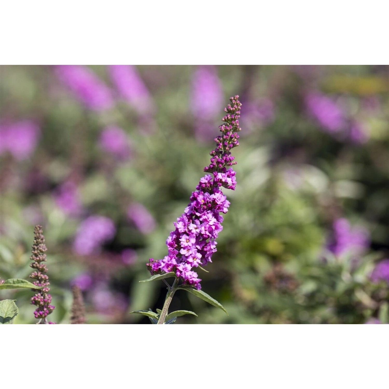 Buddleja Schmetterlingsstrauch 'Pink Micro Chip' 30-40 cm günstig online kaufen