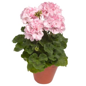 Rosa stehende Geranie im Topf, ca. 12 cm hoch. Pelargonium zonale Hybride für Beet und Balkon.