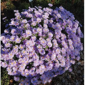 Kissenaster Lady in Blue - Aster dumosus