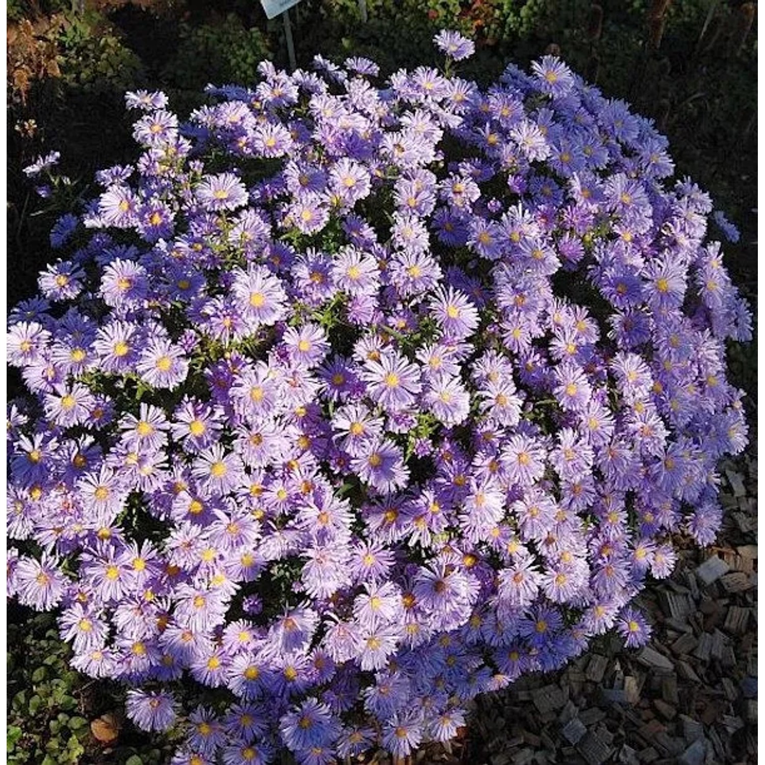 Kissenaster Lady in Blue - Aster dumosus