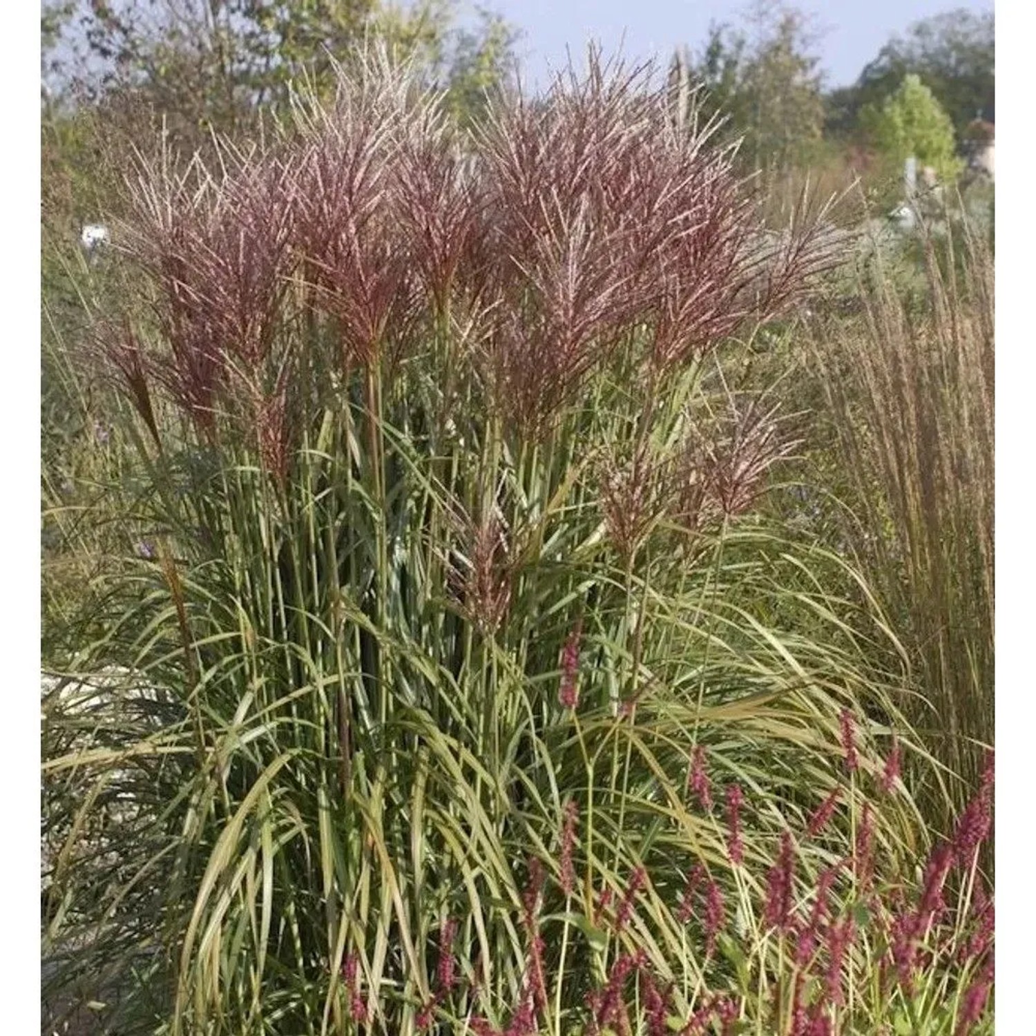 Chinaschilf Rotsilber - Miscanthus sinensis